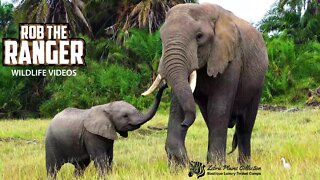 Amboseli Elephants Feeding | Zebra Plains Safari