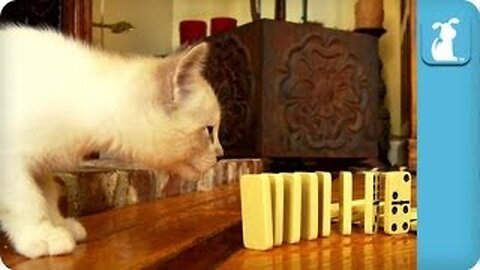 Cat reaction of Cute Kitty Knocking Over Dominoes - Kitten Love