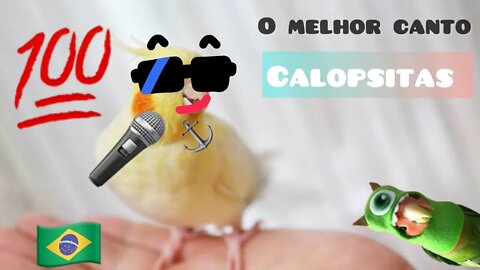 Canto de calopsitas para ensinar sua calopsita //MELHORES CANTO DE CALOPSITAS #1