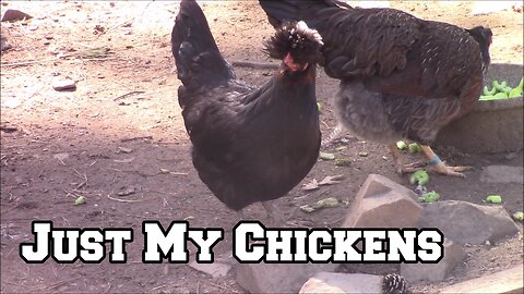 No Talk Chicken TV For My Chicken People. Sounds from Roosters Hens Woodpecker Wind Traffic Crows
