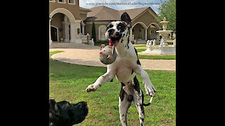 Funny Face Great Dane Almost Catches A Ball