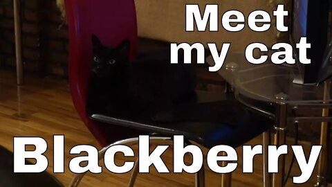 introducing blackberry the kitten