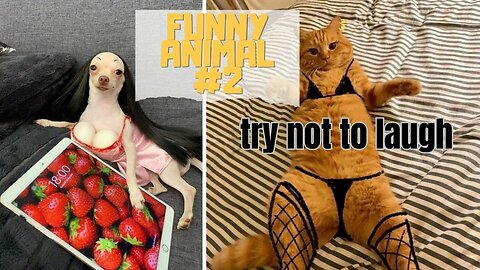 Funniest Animal Cat and Dog | Funny Animal Clips #2
