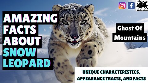 Facts About Snow Leopard You Must Know | Snow Leopard Characteristic, Appearance, Traits And Habitat