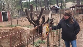 The Grand Canyon Deer Farm