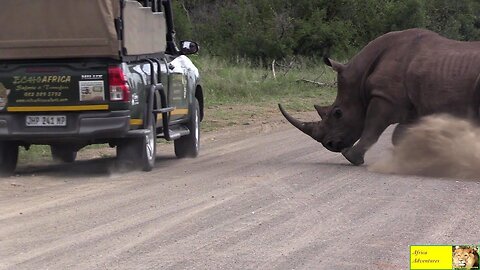 Breaking up a rhino rumble fight can only be accomplished
