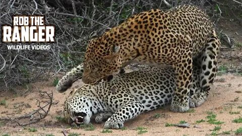 WILDlife: Roadside Leopard Loving