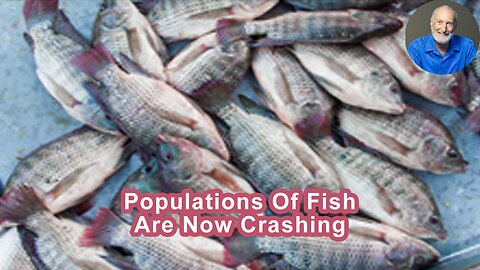 All Populations Of Fish Are Now Crashing