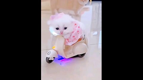 small_#cute_#kitten_#room_#riding_#🐱😱😱