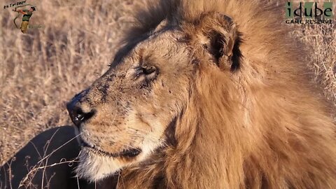 Majestic Male Lions In The Afternoon Sun