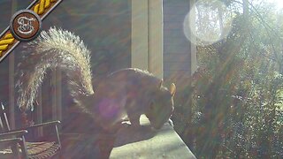 Afternoon Squirrel Close Up TrailCam iZeeker IG600