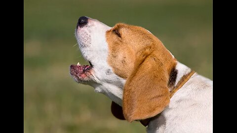 Top 10 Best Dog Barking Vids