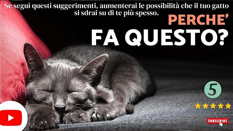 Perché il mio gatto si sdraia su di me?