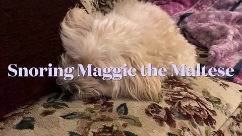 Funny cute snoring dog, Maggie the Maltese