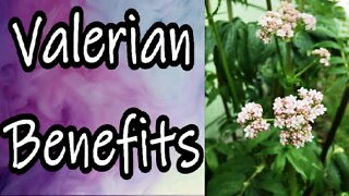Valerian Benefits