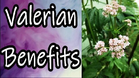 Valerian Benefits