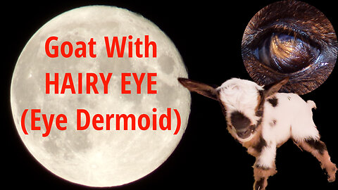 Goat with HIARY EYEBALL / Eye Dermoid / Nigerian Dwarf Goat