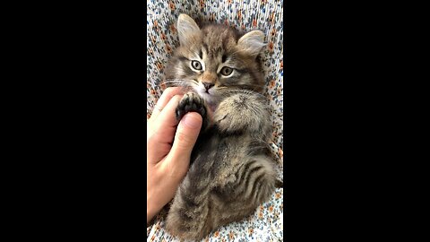 Cute Fluffy Kitten || Pets || Animals || Cats || Adorable