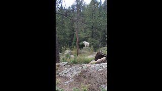 Hiking Grizzly Bear in the Black Hills