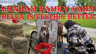 Graham Family Farm: Bella is Feeling Better