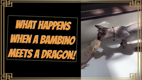 Pets | What happens when a Bambino Kitten meets a Dragon?