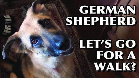 GERMAN SHEPHERD | LET’S GO FOR A WALK? #germanshepherd #brasil #usa