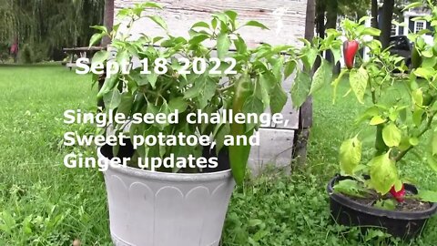 single seed challenge, Sweet Potatoe, and Ginger updates