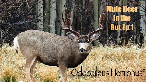 Mule Deer Rut Ep.1