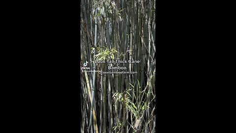 Tall Large Cane Bamboo Plants - Ocoee Bamboo Farm - 407-777-4807