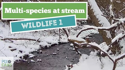 Multiple bird species in the snow