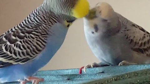 These Two Birdies Can't Keep Their Beaks Off Each Other