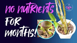 When NOT to apply nutrients to Orchids | What happens when orchids are NOT SUPPORTED with nutrients?