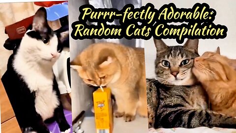 Purrr-fectly Adorable: Random Cats Compilation