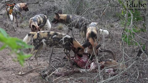 African Wild Dogs Finish Off An Impala