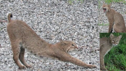 Another wild bobcat sighting around the Shawnee National Forest