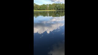 Peaceful pond