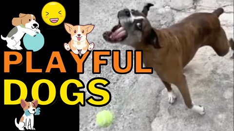 Playful Dogs Compilation Vol. 2 - Watch These Doggies Play and Brighten Your Day