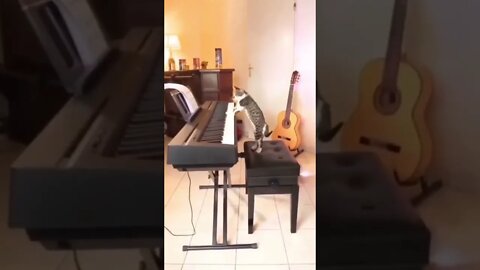 o gato pianista