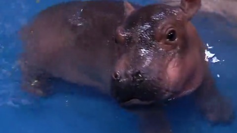 This Adorable Baby Nile Hippo Is Having The Time Of Her Life Playing In A Kiddie Pool