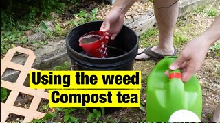 Using the weed compost tea that I started last week