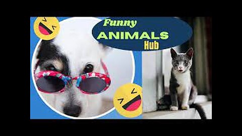 Funny animals 😄hub,funny animals club 🤣, funny animals dancing 💃😄, funny animals fighting 😄