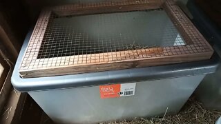 We made Brooder box's for my ducklings to go to bed at night 17th October 2021