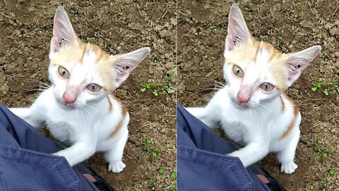 This cat says I want to come with you