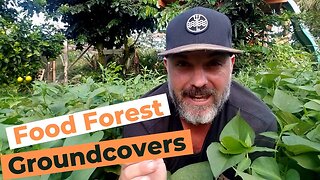 Edible Groundcovers For Your Tropical Food Forest