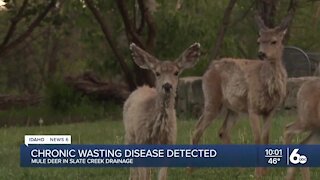 Chronic Wasting Disease found in two Idaho mule deer