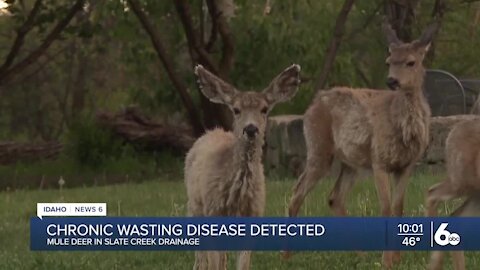 Chronic Wasting Disease found in two Idaho mule deer