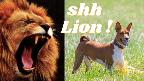 Fake Lion Prank | Lion Prank | Lion Prank Dog | Prank