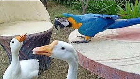 Duck and parrot friendship
