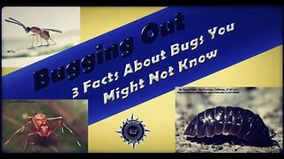 Bugging Out: 3 Facts About Bugs You Might Not Know