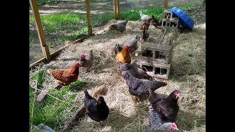 Hay day for the chickens.